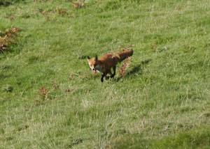 Fox by Lakeland photographer, Neil Salisbury